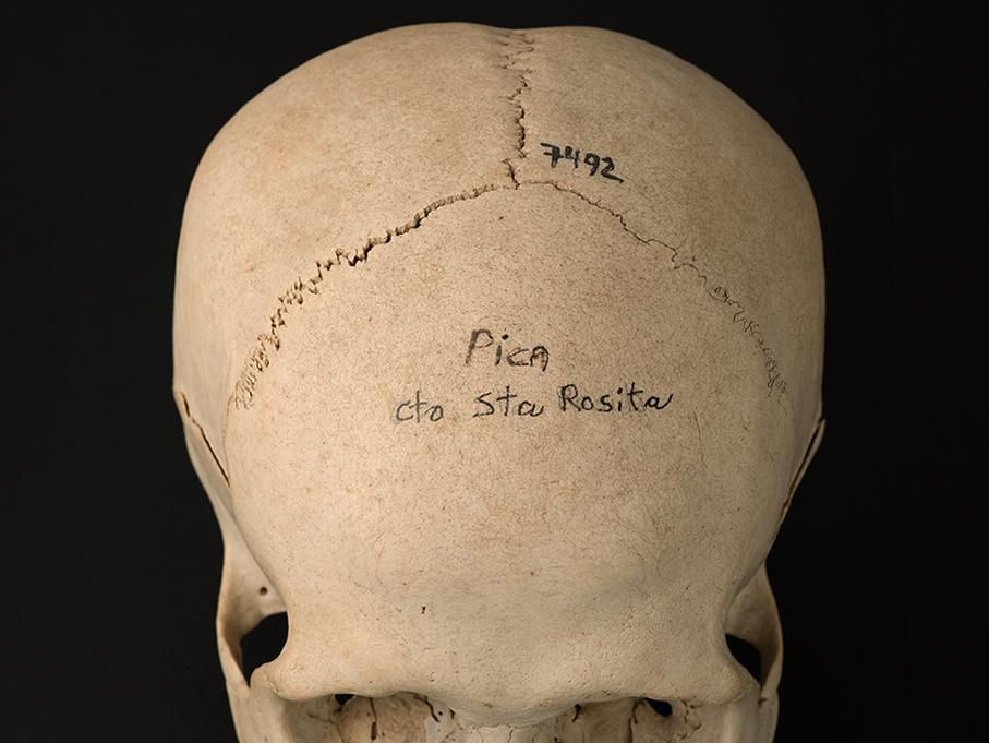 Cráneo con deformación tabular erecta, sitio Santa Rosita