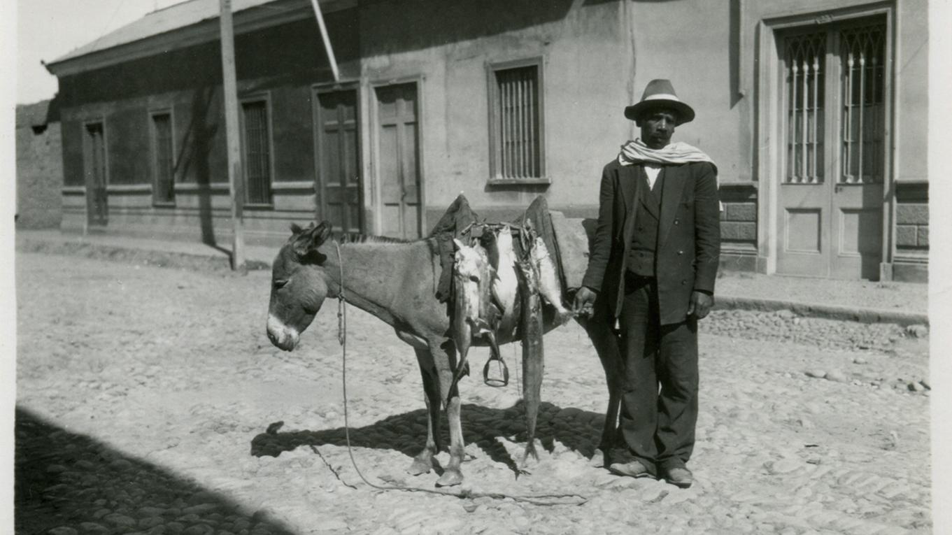 Un vendedor de pescado en La Serena