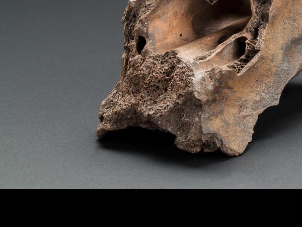 Vértebra cervical equus (amerhippus) sp. con perforación por impacto en lado derecho