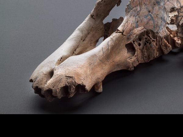 Cráneo caballo equuus (amerhippus) sp. con impacto naso-frontal