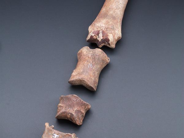 Artefacto óseo de mastodonte (cuvieronius sp.)