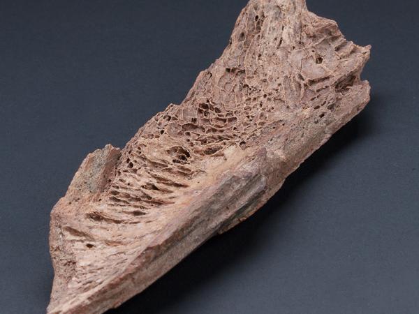 Artefacto óseo con extremo agusado por actividad humana