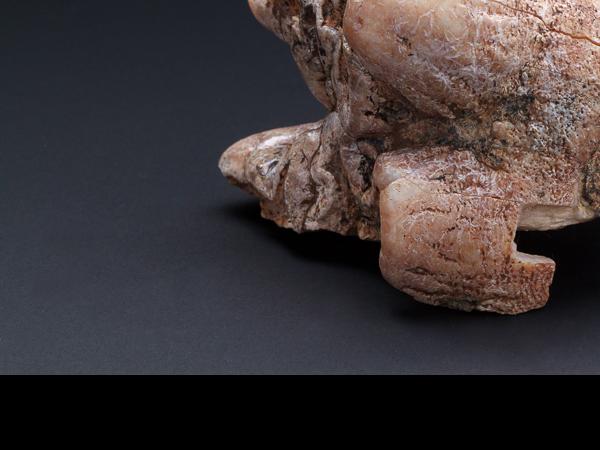 Fragmento molar mastodonte