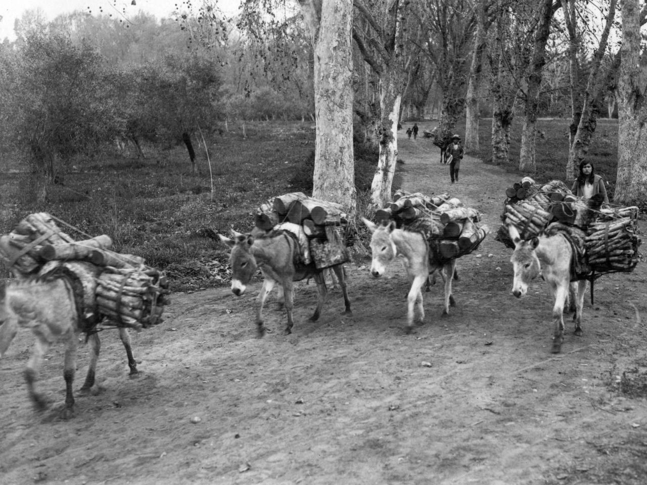 Tropa de burros con cargas de leña en el parque de La Compañía Alta
