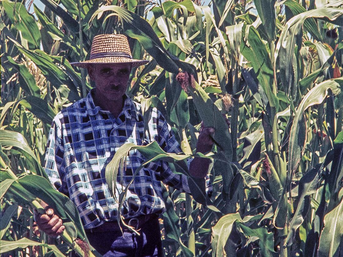 Campesino de Barraza en medio de un maizal