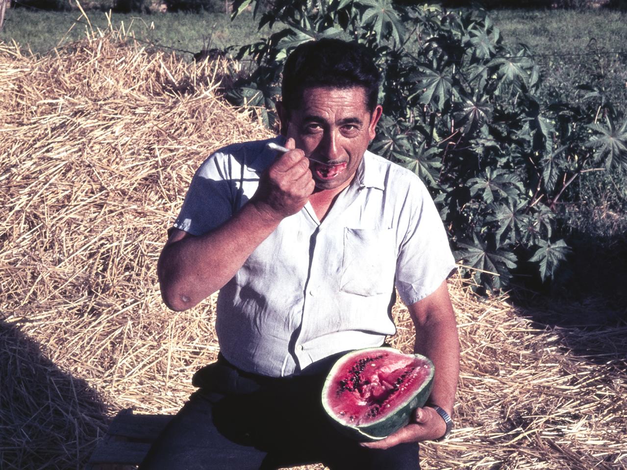 Hombre comiendo sandía en fundo Vista Hermosa