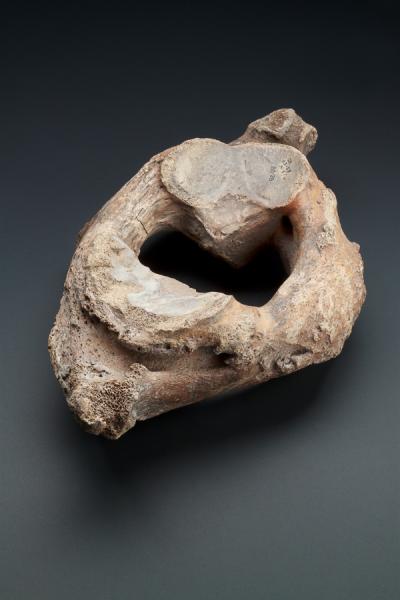 Atlas gomphoteriidae- mastodonte