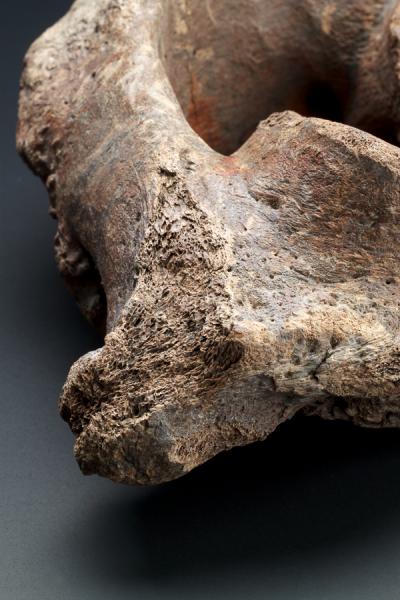 Atlas gomphoteriidae- mastodonte