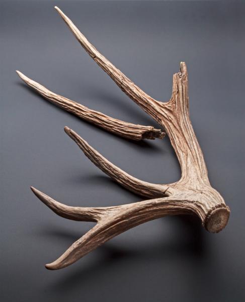 Cornamenta de ciervo (antifer) sp.