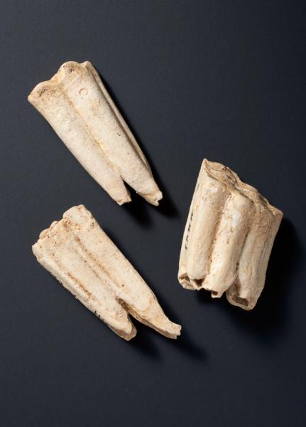 Dentadura equus (amerhipus) sp.