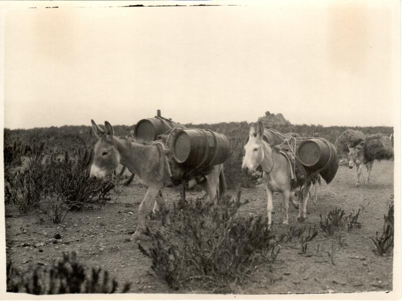 Tropa de burros con cargas