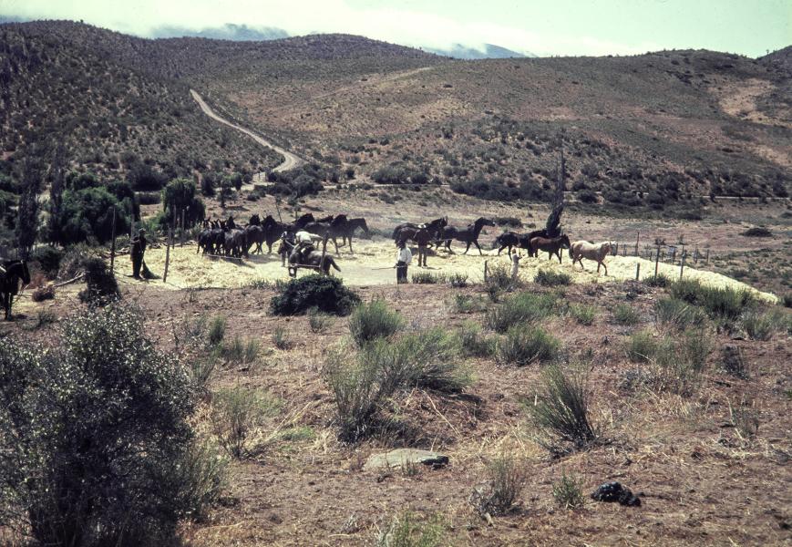 Trilla a yegua suelta