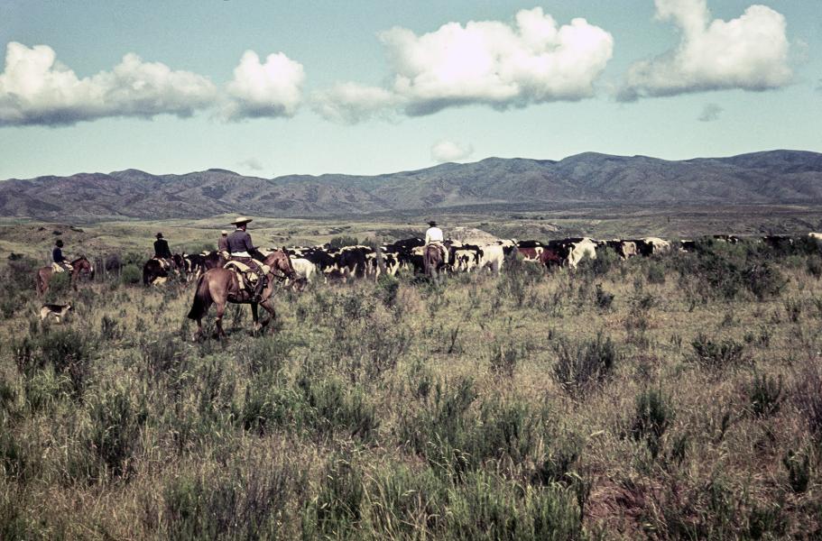 Jinetes arreando ganado vacuno