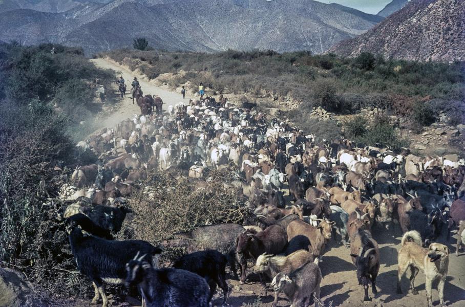Familia de pastores guiando a su piño de cabras por los alrededores de Carén