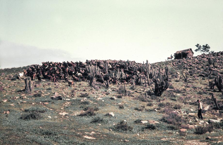 Niño arreando cabras hacia un corral