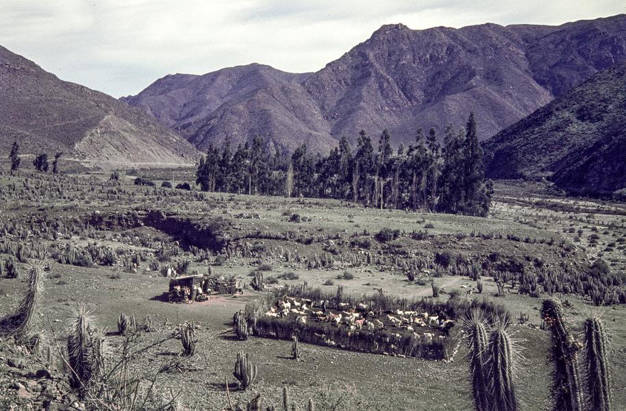 Corral de cabras en el valle del Elqui