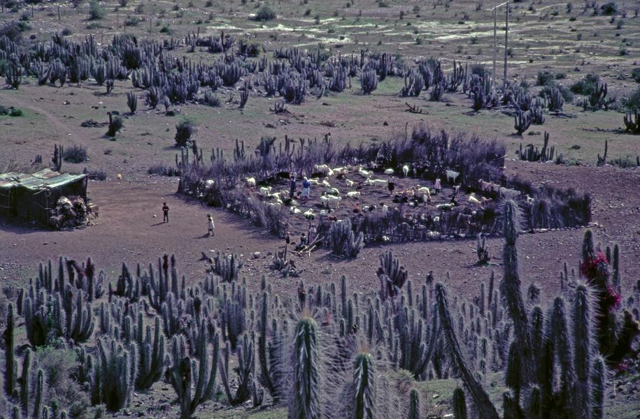 Vista general de majada con ruco y corral cercado de quiscos