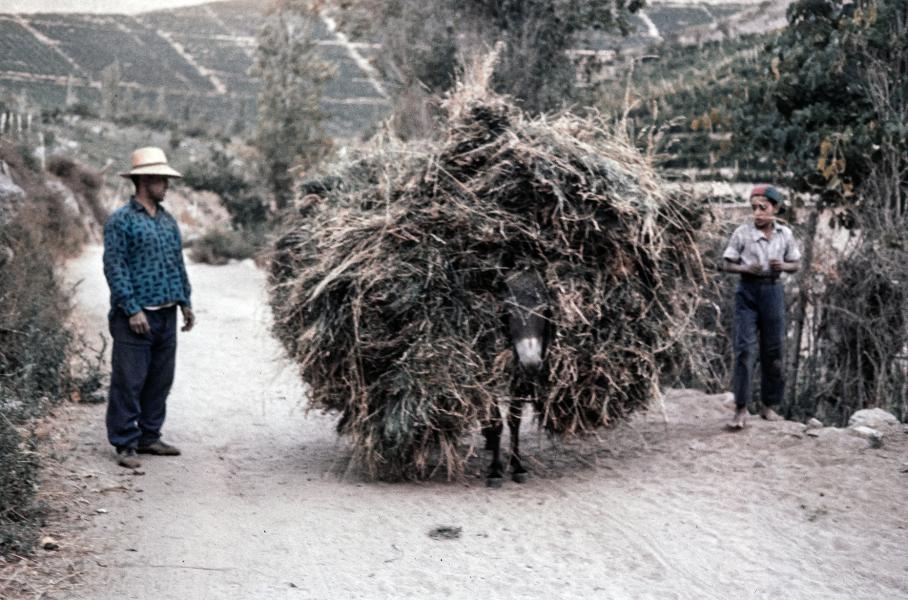 Burro cargado con parva de pasto